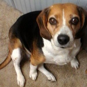 Meet your Posher, Dora